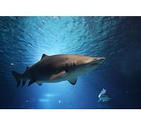 5D Diamond Painting Kits Full Drill Adults UK Shark Animal Round Diamond Crystal Embroidery Gem Arts Craft for Beginners 5d DIY Home Wall Decor Wedding Gift (16inch×20inch)