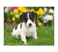 5D Diamond Painting Kits Full Drill Large Jack Russell Terrier 40x50cm DIY Diamond Art Kits for Adults Rhinestone Embroidery Pictures Cross Stitch Art Crafts Room Decoration Home Office (16x20in)