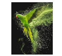 5D Diamond Painting Kits, Green Parrot DIY Crystal Embroidery Painting 16x20in, Adults/Kids Full Drill Cross Stitch Painting, Colorful Paintings Pictures Art Craft for Home, Wall Decor 40x50cm O-5152