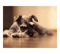 5D Diamond Painting Kits Schnauzer Dog DIY Full Drill Rhinestone Embroidery Pictures Diamond Art Kits for Adults Gift 30x40cm