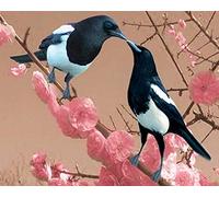 5D Diamond Painting Magpie Full Drill Painting Rhinestone Embroidery Pictures Cross Stitch Arts Crafts,DIY Crystal Art Kits for Adults and Children Gifts 12X16inch