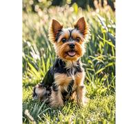 5D Diamond Painting Yorkshire Terrier Diamond Art DIY Kits Full Round Drill Rhinestones by Number Embroidery Arts and Crafts for Living Room Bedroom Home Wall Decor 12x16 inch / 30x40cm