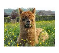 5D DIY Diamond Art Kits Alpaca,Full Diamond Painting Kits for Adults Kids,Crystal Rhinestone Cross Stitch Embroidery Arts and Crafts Pictures by Numbers Kits for Home Decor Gifts-40x50cm/16x20in