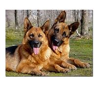 5D DIY Diamond Art Kits for Adults Beginner Square Full Drill German Shepherd Dog Diamond Painting with New Upgrade Toolkit Rhinestone Embroidery Art Craft Canvas for Home Wall Decor 30x40cm/12x16inch