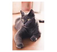 5d DIY Diamond Painting by Number Kit for Adults Grey Cat, Diamond Art Kits with Round Diamonds，Embroidery Rhinestone 30x40CM