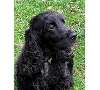 5D DIY Diamond Painting Cross Stitch Cocker Spaniel Black Dogs Crystal Drill Full Diamond Embroidery Kits Living Room Decoration