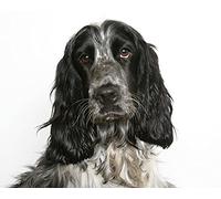 5D DIY Diamond Painting Cross Stitch Cocker Spaniel Dog Crystal Drill Full Diamond Embroidery Kits Living Room Decoration
