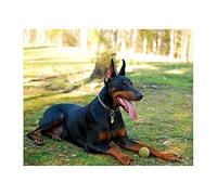 5D DIY Diamond Painting,Doberman Pinscher Animal Dog Diamond Painting,Full Diamond Cross Stitch for Home Wall Decor 50x60cm