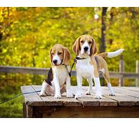 5D DIY Diamond Painting Kit Beagles Dog Diamond Drawing for Adults Rhinestone Embroidery Art Home Wall Decor Full Drill