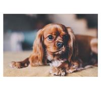 5D DIY Diamond Painting Kit Cavalier King Charles Spaniel Diamond Drawing for Adults Rhinestone Embroidery Art Home Wall Decor Full Drill (Size : 30x40cm)
