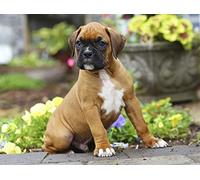 5D DIY Diamond Painting Kits Cute Boxer Dog Full Drill Crystal Embroidery Cross Stitch Arts Crafts for Home Wall Decor 50x60cm