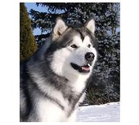 5D DIY Diamond Painting Kits for Adult/Kid,Alaskan Malamute Large Diamond Art Full Crystal Rhinestone Dot Embroidery Cross Stitch Mosaic Pictures for Home Wall Decor Round Drill 30x40cm/11.8x15.7in