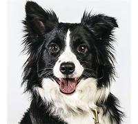 5D DIY Diamond Painting Kits for Adults Border Collie Round Square Crystal Rhinestone Embroidery Cross Stitch Arts Craft Home Wall Decoration -40×50cm/Round Drill