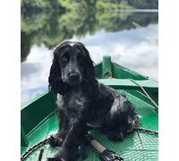 5D DIY Diamond Painting Kits for Adults Full Drill Crystal Rhinestone Black Cocker Spaniel Pet Dog Arts Craft for Home Wall Decor Full Round Diamond Frameless 16x20in