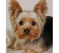 5D DIY Diamond Painting Kits for Adults Yorkshire Terrier Full Drill Crystal Embroidery Cross Stitch Arts Crafts for Home Wall Decor(Square Drill 11.8 Inch"X15.7 Inch")