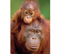 5D DIY Diamond Painting Kits Full Drill Large Size Adults/Kids by Numbers Cross Stitch Orangutan Monkey Mosaic Diamond Art Embroidery Crystal Craft for Home Wall Decoration (25x35cm,10*14inch)