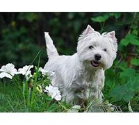 5D DIY Diamond Painting Westie Dog Pet Needleworks Cross Stitch,Full Rhinestones Mosaic Kits Home Decor 30X40cm