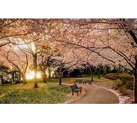 5D Full Drill Diamond Painting Japanese Cherry Blossom Scenery Kits for Adults Paint by Numbers DIY Gem Art Craft for Kids Gift Wall Decor, 12 x 21 inches