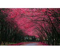 5D Full Drill Diamond Painting Japanese Cherry Blossom Scenery Kits for Adults Paint by Numbers DIY Gem Art Craft for Kids Gift Wall Decor, 12 x 21 inches