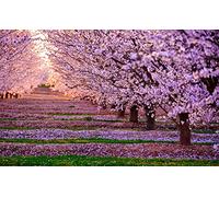 5D Full Drill Diamond Painting Japanese Cherry Blossom Scenery Kits for Adults Paint by Numbers DIY Gem Art Craft for Kids Gift Wall Decor, 12 x 21 inches