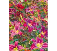 5D Large Diamond Art Kits for Adults, Lily Diamond Painting Pictures Kit, Flower Diamond Art for kids, DIY Crystal Cross Stitch Arts Crafts Embroidery Kit for Beginner Room Wall Decor 30x40cm O-0