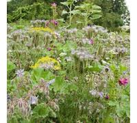 5g Seeds of Wild Flowers Mixed Insect Buffet