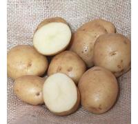 5Kg Freshly Dug July 2025! Irish British Queen Potatoes Delivered to Your Door. British Queen Potatoes, Ready to EAT! Fresh Harvest Grown With Love In Ireland