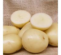5Kg Freshly Dug July 2025! Irish Casablanca Potatoes Delivered to Your Door. Casablanca Potatoes, Ready to EAT! Fresh Harvest Grown With Love In Ireland