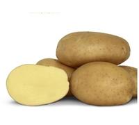 5Kg Freshly Dug September 2025! Irish Francis Potatoes Delivered to Your Door. Francis Potatoes, Ready to EAT! Fresh Harvest Grown With Love In Ireland