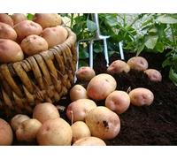 5Kg Freshly Dug September 2025! Irish Kerr's Pink Potatoes Delivered to Your Door. Kerr's Pink Potatoes, Ready to EAT! Fresh Harvest Grown With Love In Ireland