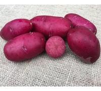5Kg Freshly Dug September 2025! Irish Lily Rose Potatoes Delivered to Your Door. Lily Rose Potatoes, Ready to EAT! Fresh Harvest Grown With Love In Ireland