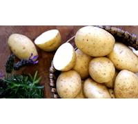 5Kg Freshly Dug September 2025! Irish Maris Piper Potatoes Delivered to Your Door. Maris Piper Potatoes, Ready to EAT! Fresh Harvest Grown With Love In Ireland