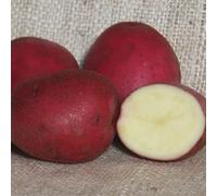 5Kg Freshly Dug September 2025! Irish Red Duke Of York Potatoes Delivered to Your Door. Red Duke Of York Potatoes, Ready to EAT! Fresh Harvest Grown With Love In Ireland