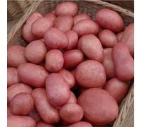 5Kg Freshly Dug September 2025! Irish Rooster Potatoes Delivered to Your Door. Rooster Potatoes, Ready to EAT! Fresh Harvest Grown With Love In Ireland