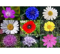 5kg seeds of Butterfly & Bee Mix Seeds Campion Cornflower Oxeye Daisy Mix 16