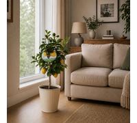 5L Large Meyer Lemon Tree In Metal Vertical Line Cream Planter Evergreen Citrus Plant