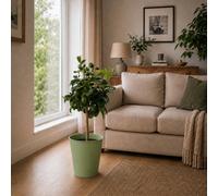 5L Large Meyer Lemon Tree In Metal Vertical Line Green Planter Evergreen Citrus Plant
