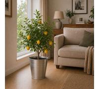 5L Large Meyer Lemon Tree In Metal Zinc Pail With Handle Evergreen Citrus Plant