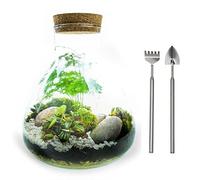 5L Medium Angular Glass Bottle Closed Terrarium Kit with 3 Live Plants, Real Moss and Tool Set