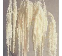 5Pcs Bleached Wisteria Vine Hanging Flowers - Dried Preserved Bleached Hanging Amaranthus Flowers for Wedding Bouquet, Wall Decoration, Length Home Decor