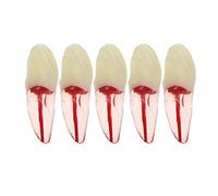 5Pcs Dental Root Canal Pulp Cavity Teeth Model Endodontic Practice RCT Typodont M8007 11# 14# 16# 21# 33# 34# 35# 36# 44# 45# Practicing Study Teach (5Pcs-M8007-21#)