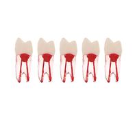 5Pcs Dental Root Canal Pulp Cavity Teeth Model Endodontic Practice RCT Typodont M8007 11# 14# 16# 21# 33# 34# 35# 36# 44# 45# Practicing Study Teach (5Pcs-M8007-14#)