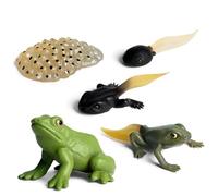 5PCS Frog Life Cycle, Frog Growth Model Educational Toys Animal Growth Cycle Model Figure Decoration Science Project