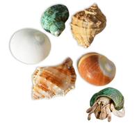5PCS Hermit Crab Shells Natural Sea Conch Size 1.2" - 2.4", Opening Size 0.6" - 1.2" Turbo Seashells for Small Medium and Large Crabs