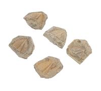 5pcs Trilobite Adornment Simulation Models Random Shapes for Educational Use for Student Teaching Collecting and Home Decoration
