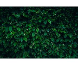 5X 2-3Ft Carpinus Betulus Hornbeam Hedging Plants Trees In 3 Litre Pots By Direct Plants