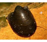 5x Battman Nerite Snail. Tropical freshwater fish tank snail/clean up crew/shrimp safe live snails