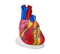 5X Large Human Heart Anatomy Model, 32CM Giant Laboratory Teaching tOOL Detachable Coronary and Atrial Sections Human Model