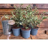 5X Large Variegated Portuguese Laurel Hedging Trees In 3 Litre Pots By Direct Plants