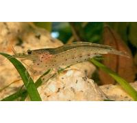 5x Live Amano Algae Shrimp for Tropical and Temprate fish tanks 1.5-2cm